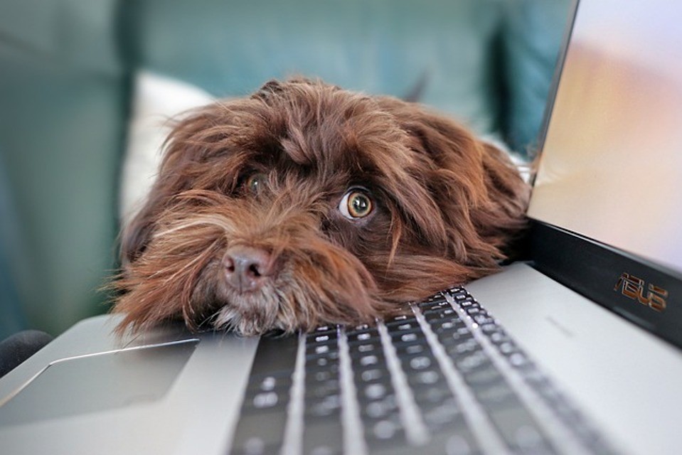 Koira nojaa tietokoneeseen