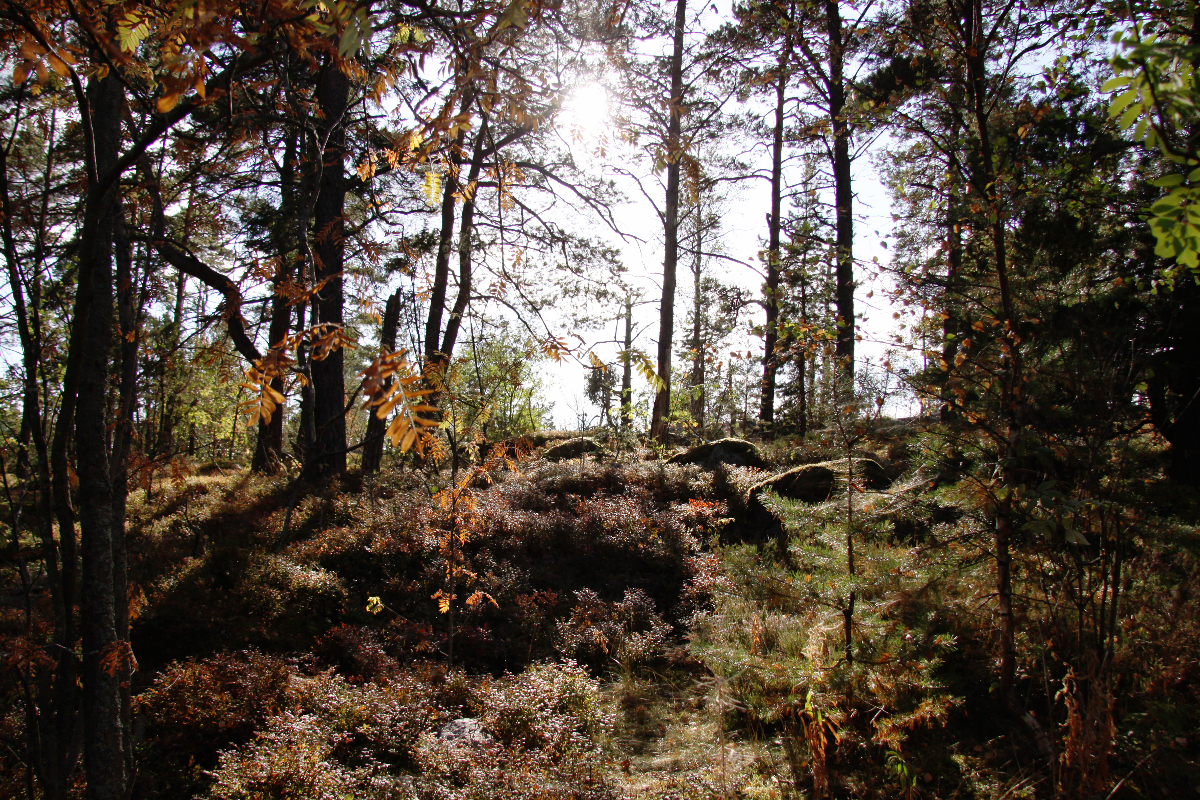 Syksyinen, suomalainen metsämaisema