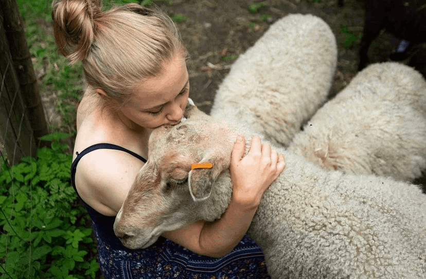 Tyttö paijaa lammasta