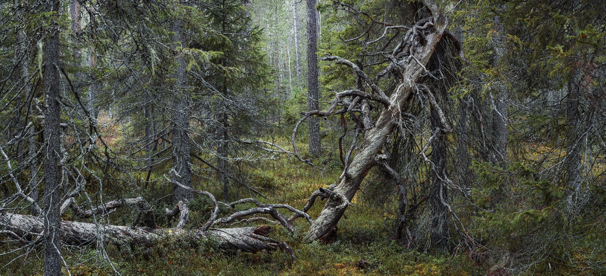 Linkki tapahtumaan Ritva Kovalainen & Sanni Seppo: Pohjoistuulen metsä