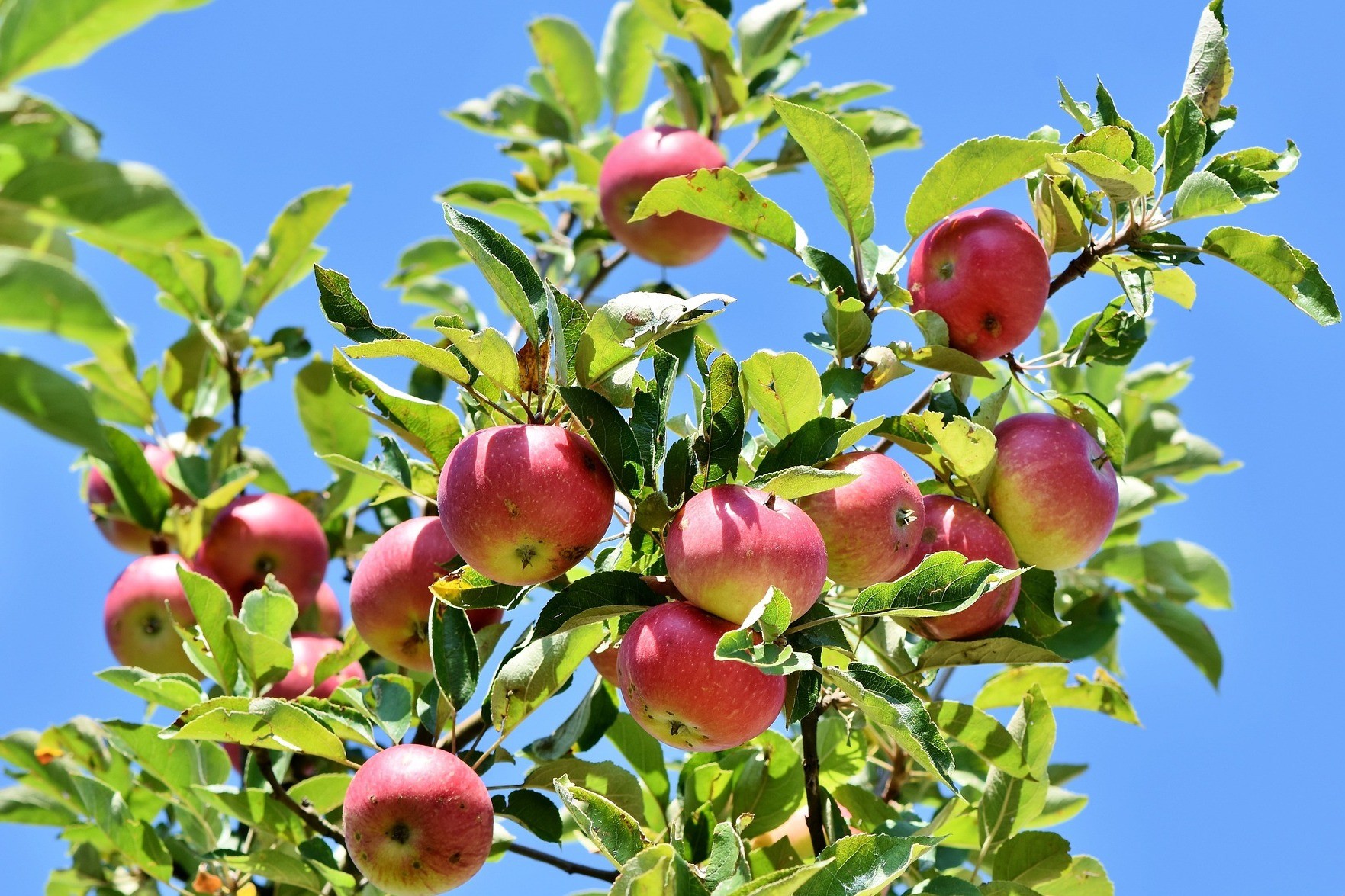 Omenat puussa